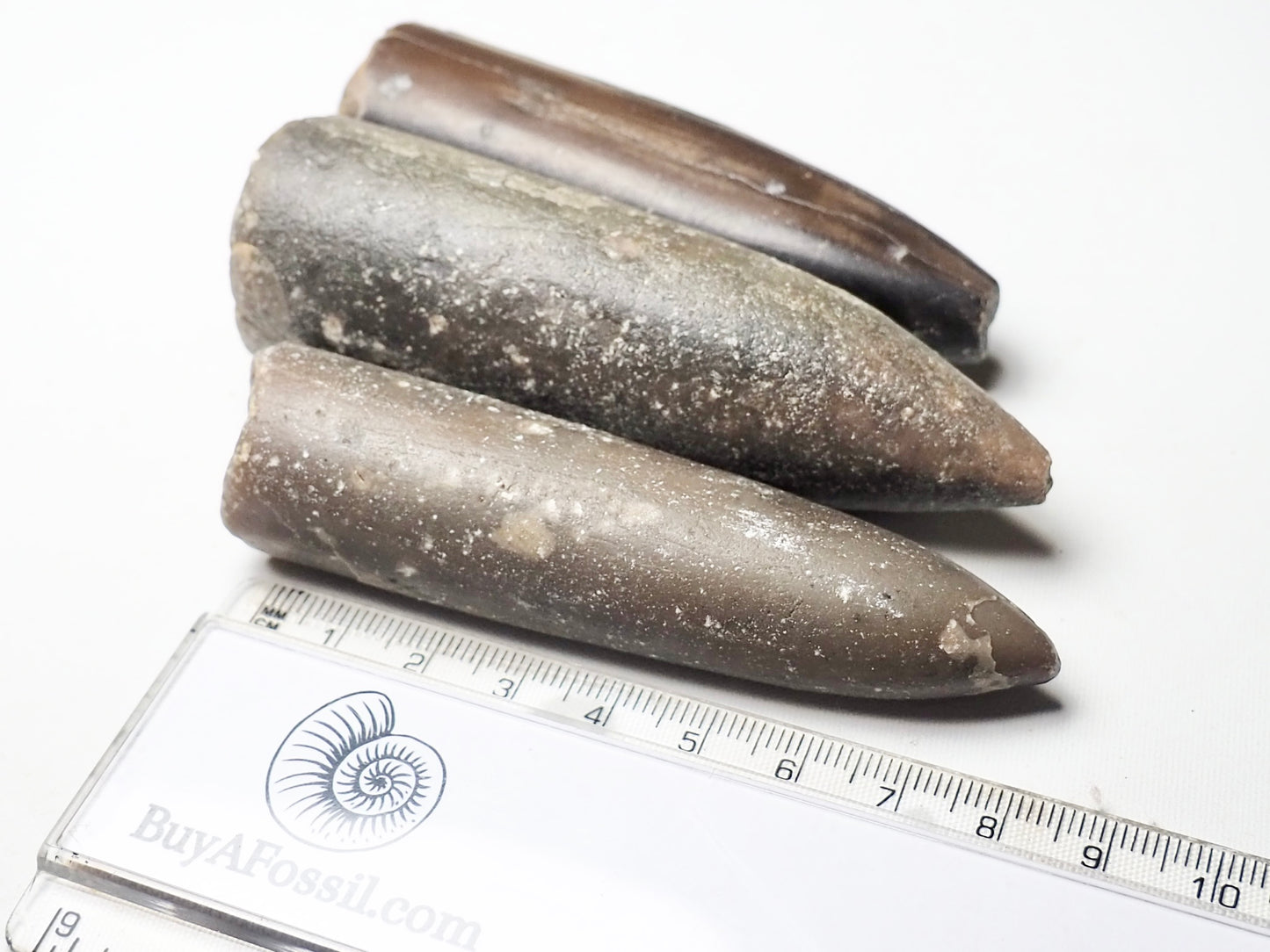 Large Belemnites