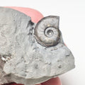 Oxynoticeras Ammonite Fossil for Sale – Whitby Yorkshire Coast Jurassic