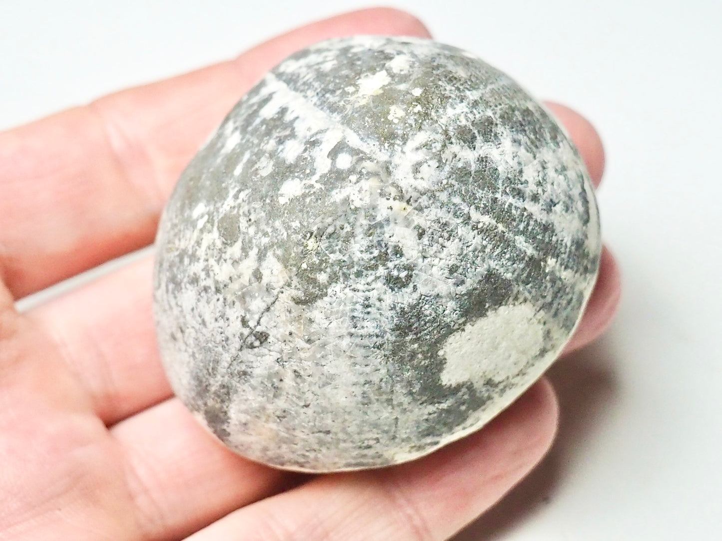 Fossil Sea Urchin, Yorkshire Coast