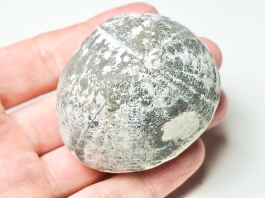 Fossil Sea Urchin, Yorkshire Coast