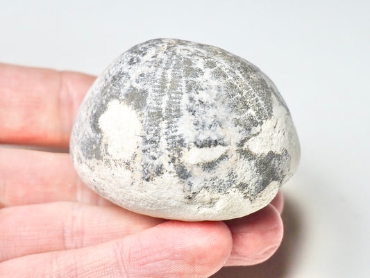 Fossil Sea Urchin, Yorkshire Coast