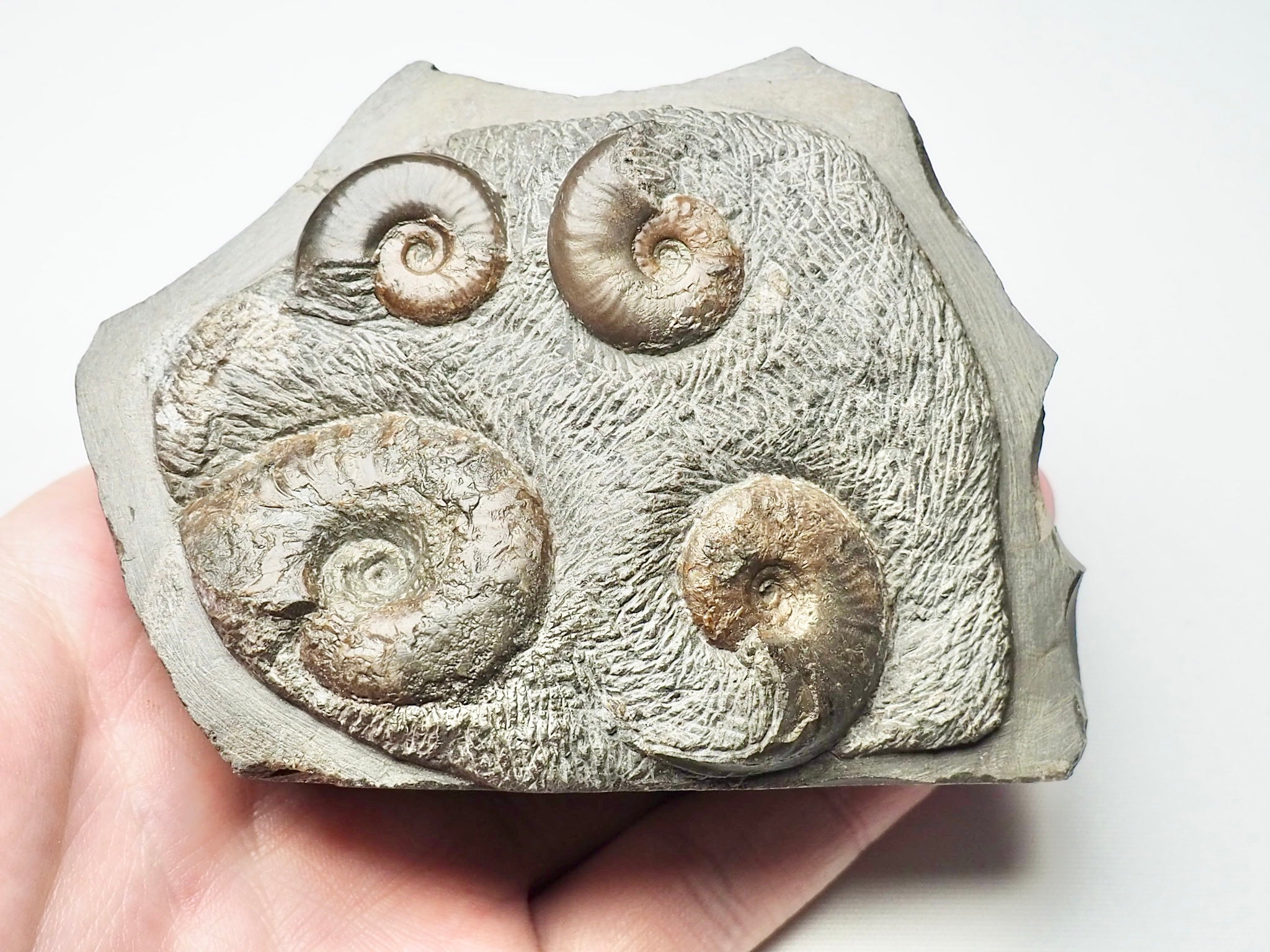 Eleganticeras Ammonite Fossil – Whitby Yorkshire Coast – Jurassic ...