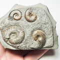 Eleganticeras Ammonite Fossil – Whitby Yorkshire Coast – Jurassic
