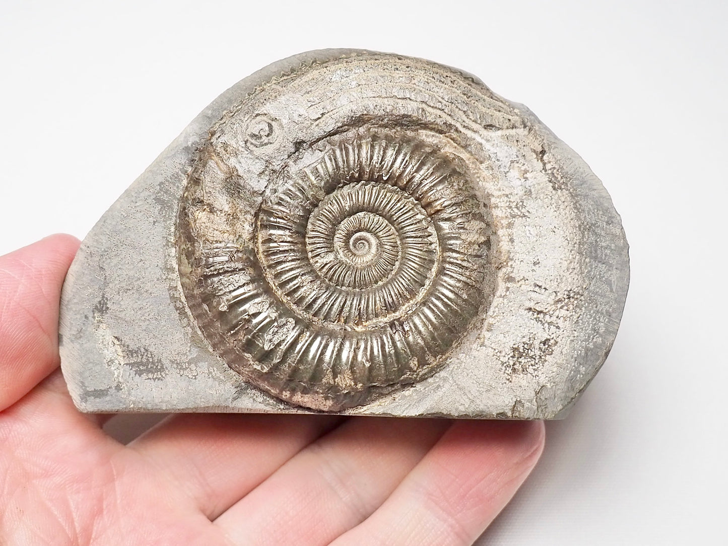 Dactylioceras With SQUID Carving Ammonite With Cutbase