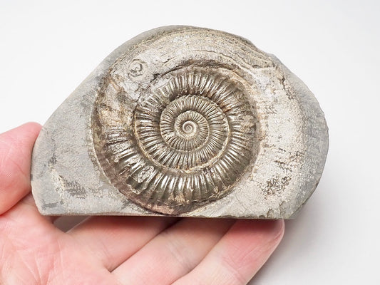 Dactylioceras With SQUID Carving Ammonite With Cutbase