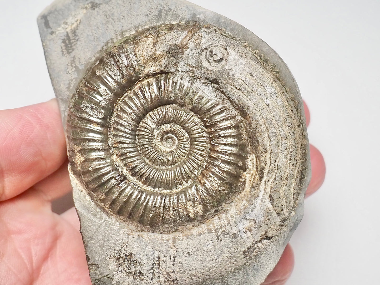 Dactylioceras With SQUID Carving Ammonite With Cutbase