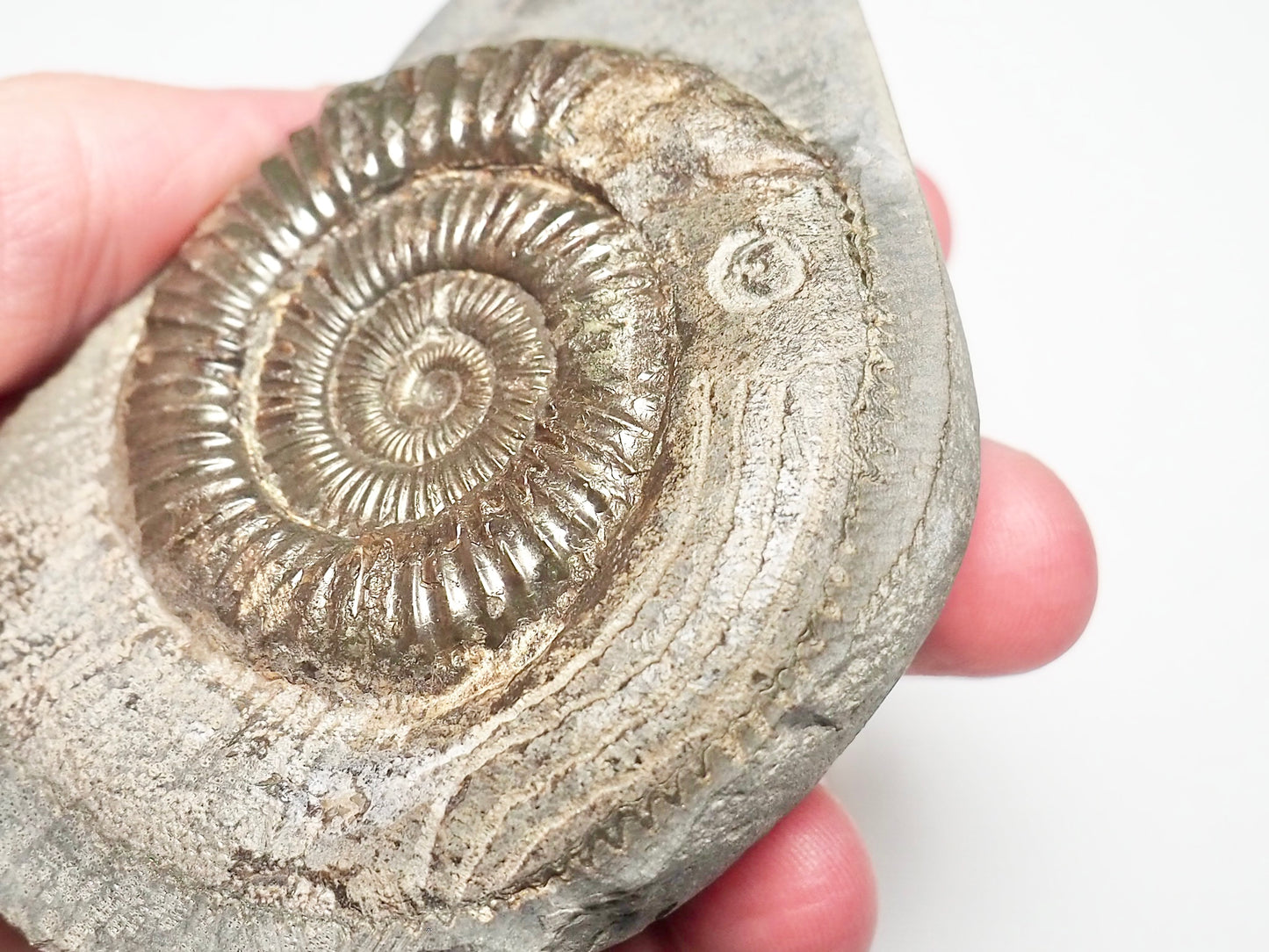 Dactylioceras With SQUID Carving Ammonite With Cutbase