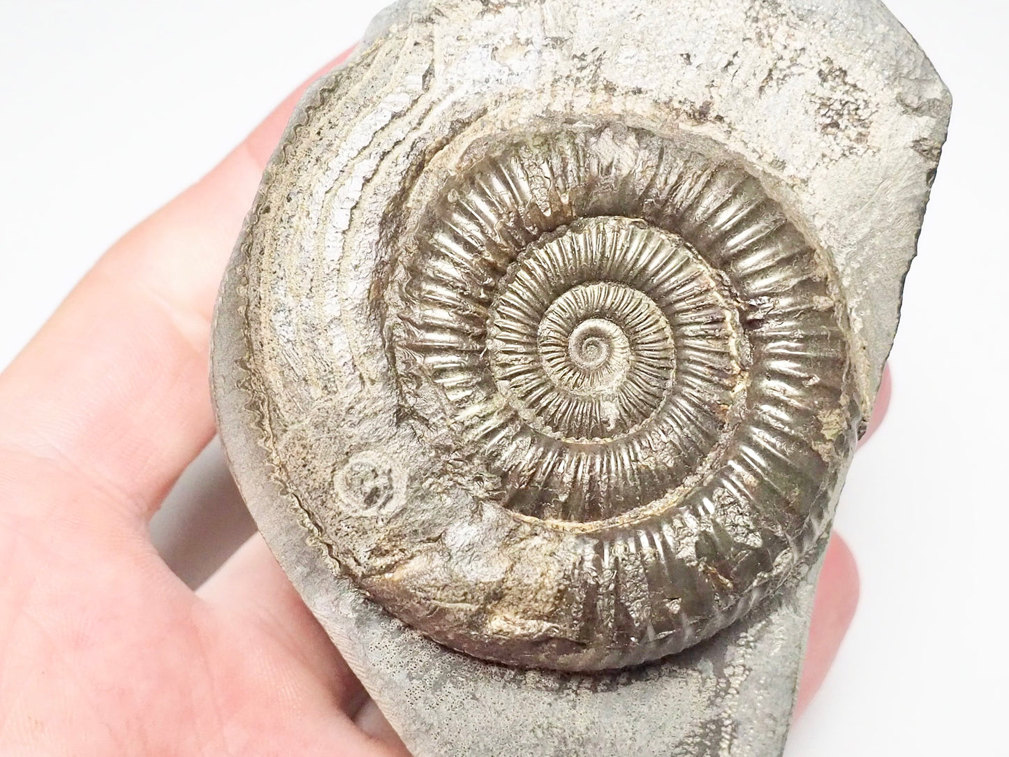 Dactylioceras With SQUID Carving Ammonite With Cutbase