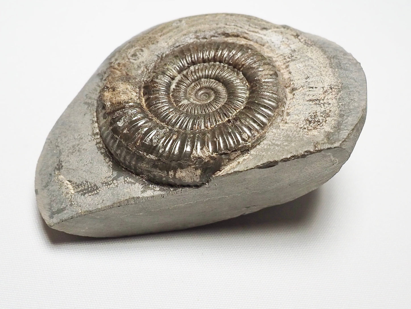 Dactylioceras With SQUID Carving Ammonite With Cutbase