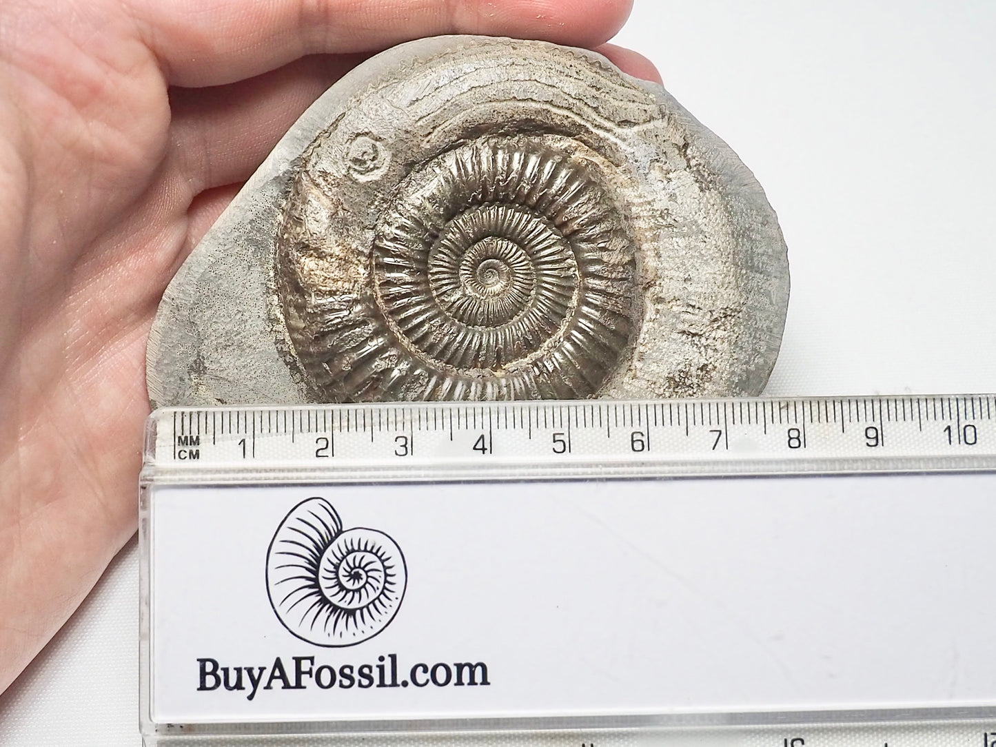 Dactylioceras With SQUID Carving Ammonite With Cutbase