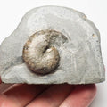 Phylloceras Ammonite Fossil – Whitby Yorkshire Coast – Jurassic