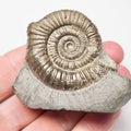 Rare Pathologically Deformed Dactylioceras Ammonite Fossil for Sale – Whitby Yorkshire Coast Jurassic