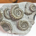 Arnioceras