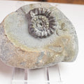 Gagaticeras Gagateum Ammonite – Whitby Jurassic Fossil – Yorkshire Coast