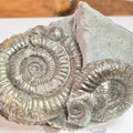 Multi Dactylioceras Ammonite Fossil – Whitby Yorkshire Coast – Jurassic