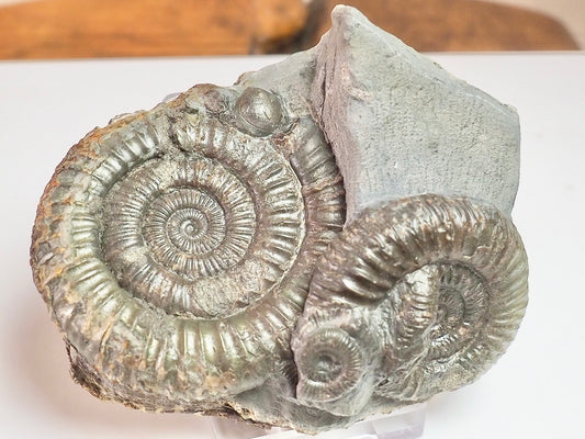 Multi Dactylioceras Fossil