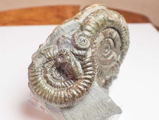 Multi Dactylioceras Fossil