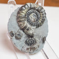 Gagaticeras Gagateum Ammonite – Whitby Jurassic Fossil – Yorkshire Coast