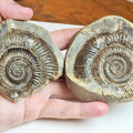 Dactylioceras Ammonite Fossil Split Pair – Whitby Yorkshire Coast Jurassic