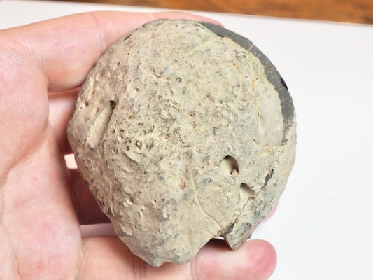 Dactylioceras POS/NEG