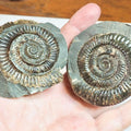 Dactylioceras POS/NEG