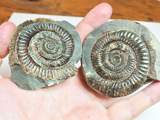 Dactylioceras POS/NEG