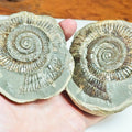 Dactylioceras Ammonite Fossil Split Pair – Whitby Yorkshire Coast Jurassic