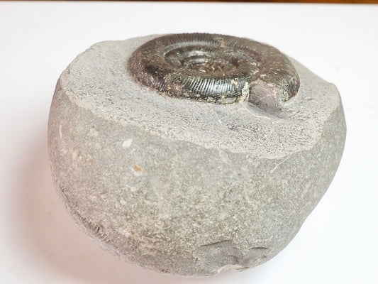 Dactylioceras Tenuicostatum