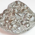 Fossil Shells
