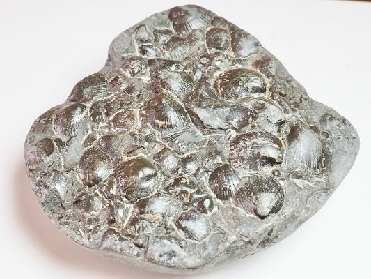 Fossil Shells