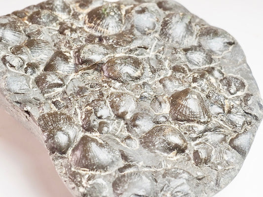 Fossil Shells