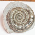 Dactylioceras Ammonite Fossil – Whitby Yorkshire Coast – Jurassic