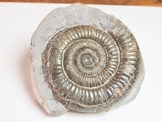 Dactylioceras