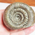 Catacoeloceras Ammonite Fossil – Whitby Yorkshire Coast – Jurassic