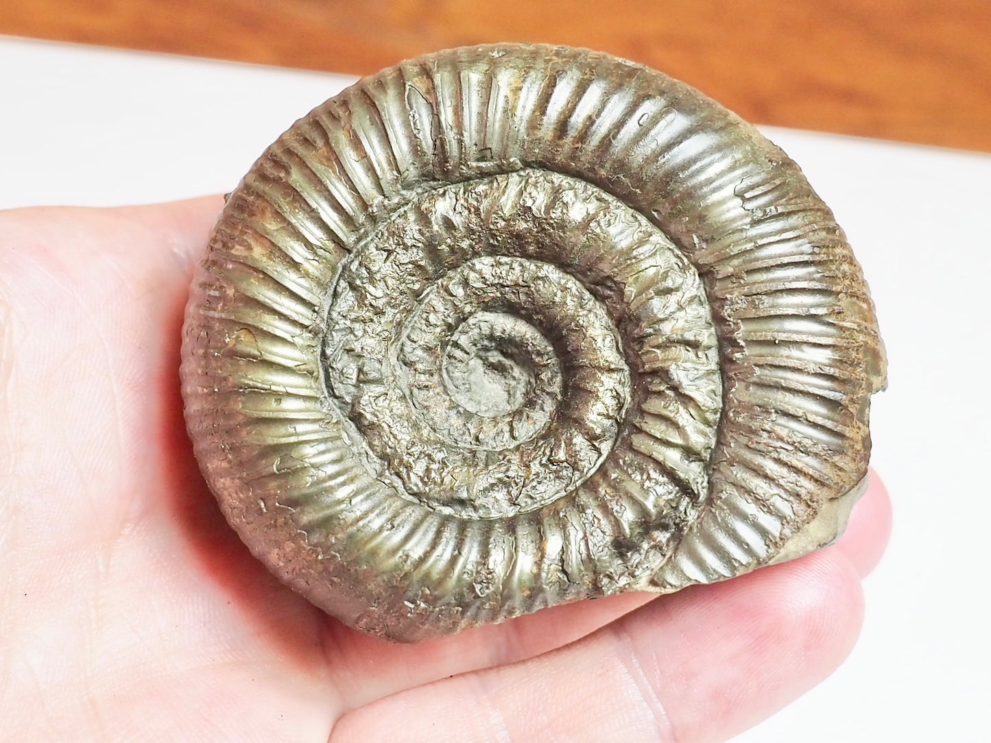 Catacoeloceras