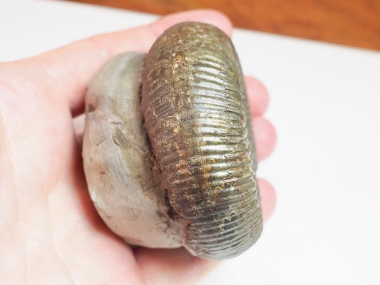 Catacoeloceras