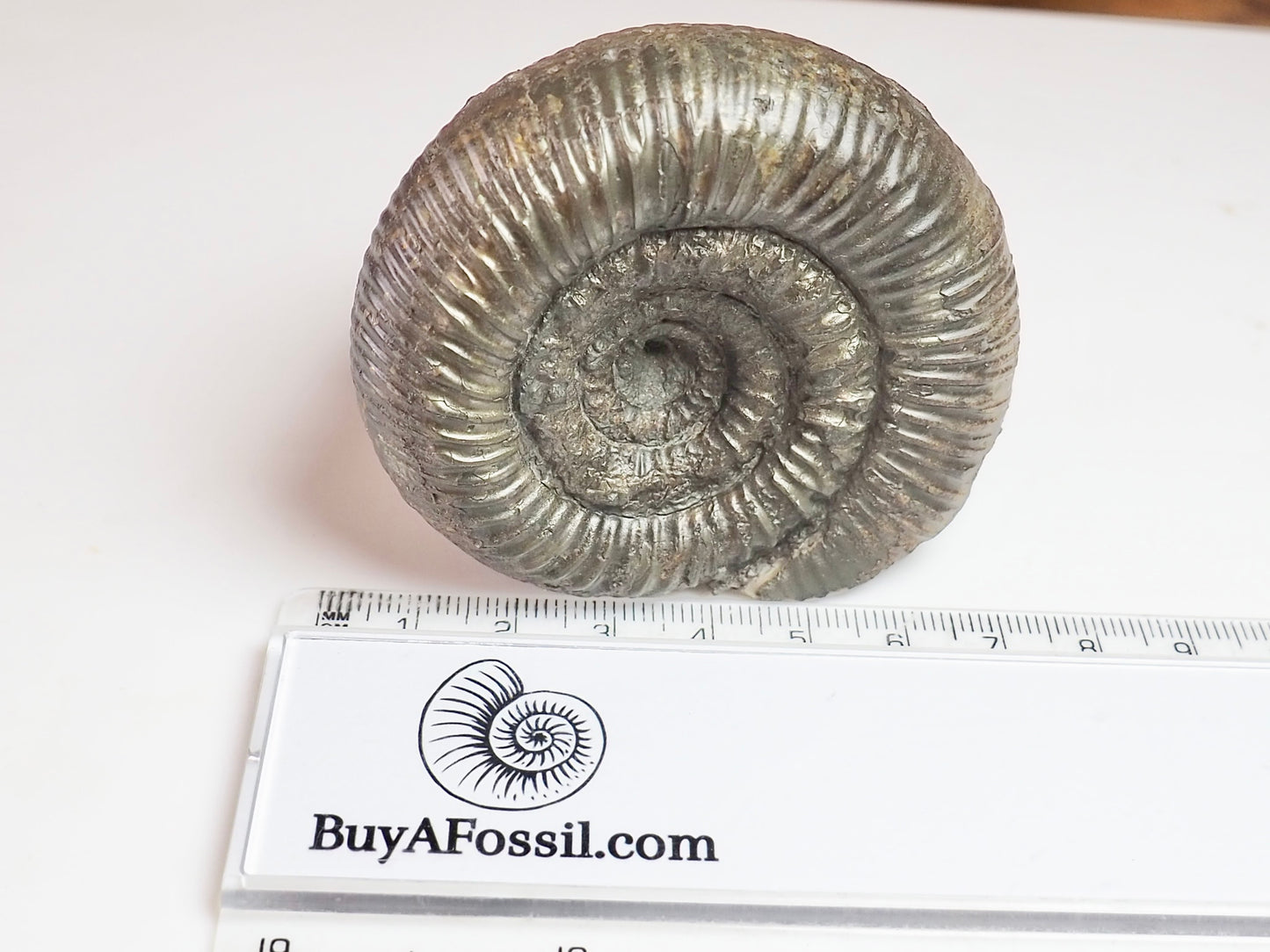 Catacoeloceras