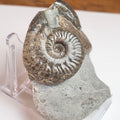 Double Harpoceras Ammonite Fossil – Whitby Yorkshire Coast – Jurassic