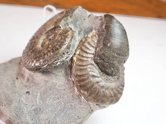 Double Harpoceras