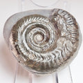Hildoceras Ammonite Fossil – Whitby Yorkshire Coast – Jurassic