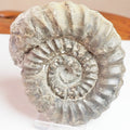 Androgynoceras Ammonite Fossil – Whitby Yorkshire Coast – Jurassic