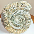 Huge Hildoceras