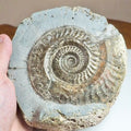 Hildoceras Ammonite Fossil – Whitby Yorkshire Coast – Jurassic