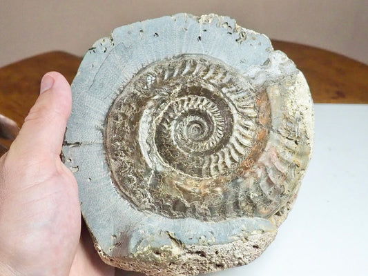 Hildoceras