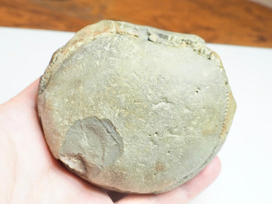 Dactylioceras Tenuicostatum POS/NEG