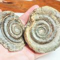 Dactylioceras Tenuicostatum POS/NEG