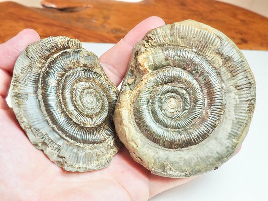 Dactylioceras Tenuicostatum POS/NEG