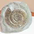 Dactylioceras Ammonite Fossil – Whitby Yorkshire Coast – Jurassic