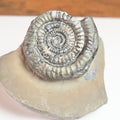 Paltechioceras Ammonite Fossil – Whitby Yorkshire Coast – Jurassic