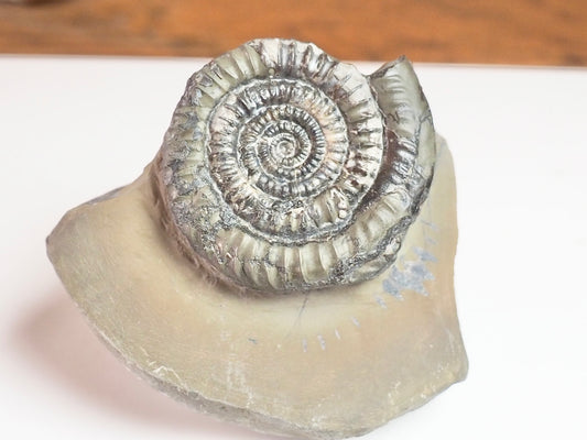 Paltechioceras